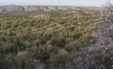 AGENCE IMMOBILIÈRE ANDALOUSIE