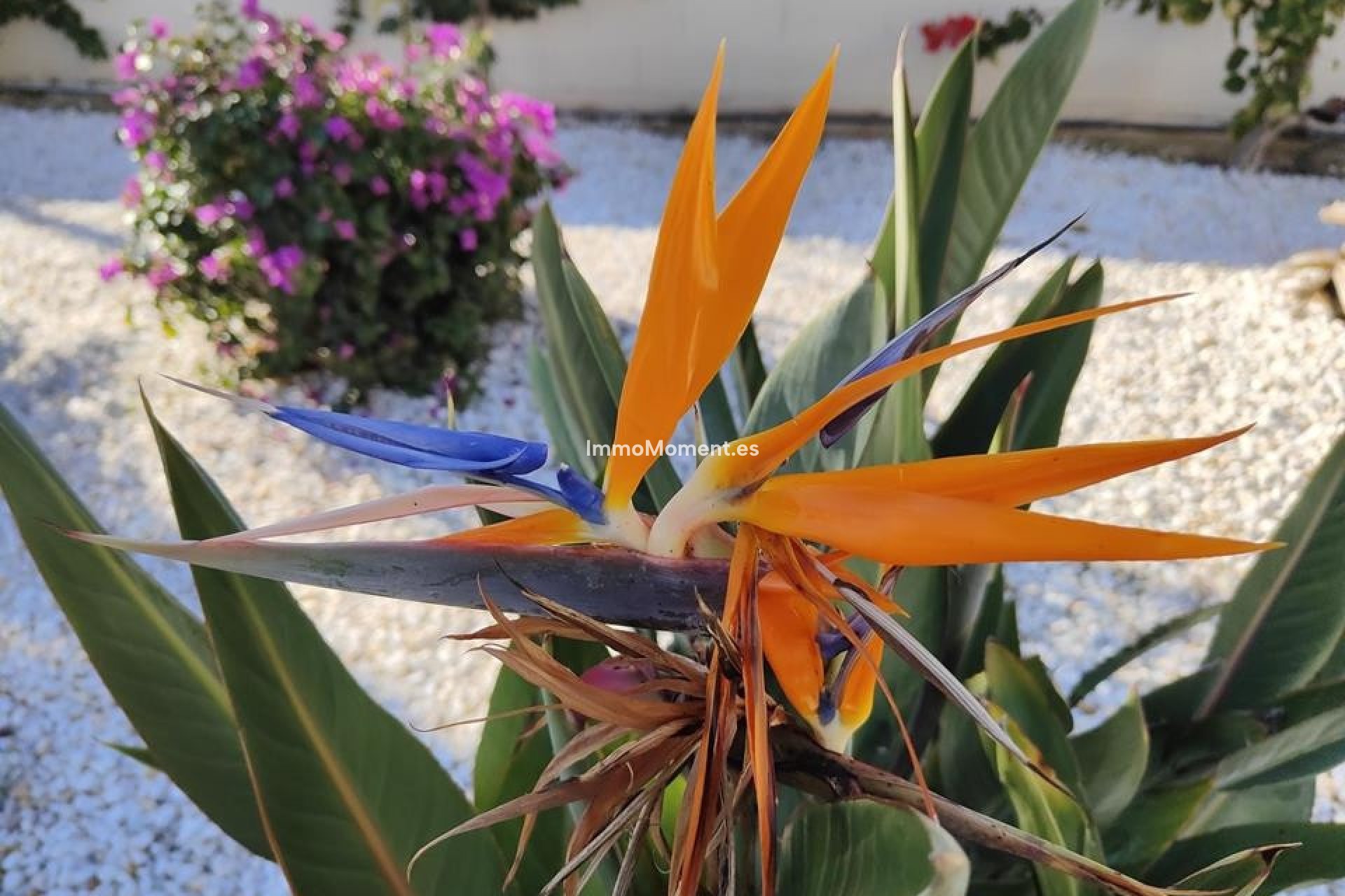 Bestaande woning - Appartement - Denia - Denia Centro