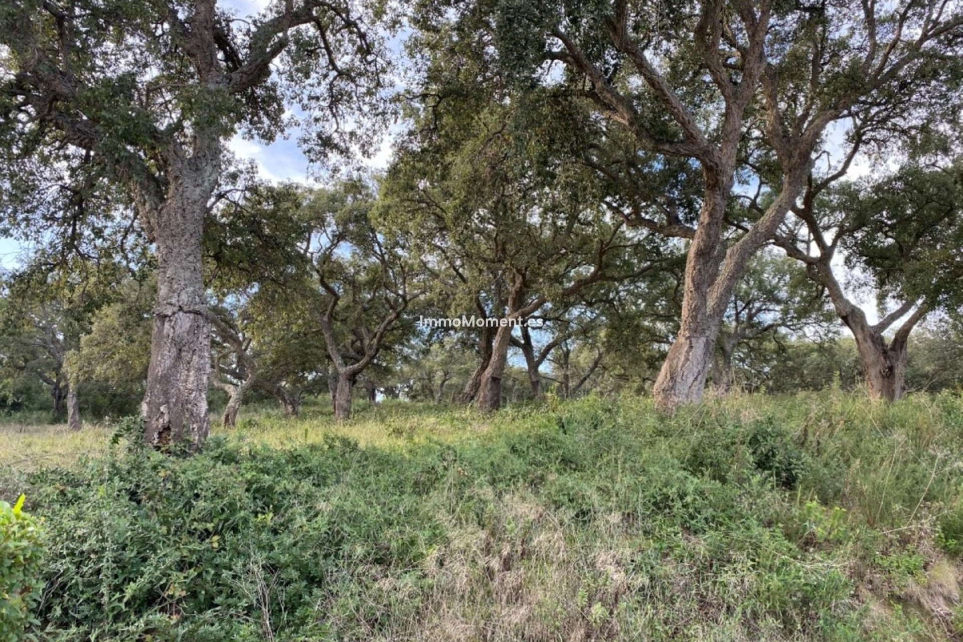 Bestaande woning - Grond - Sotogrande - San Roque Club