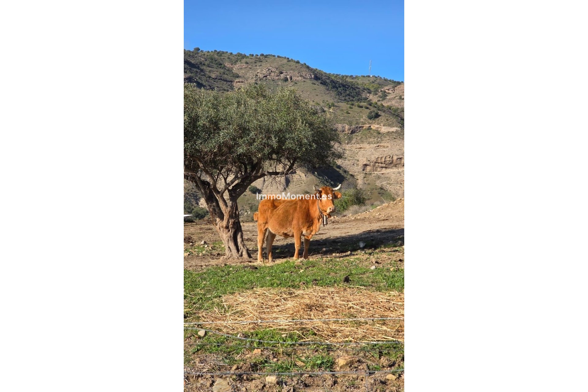 Bestaande woning - Landhuis - Binnenland  - Pizarra