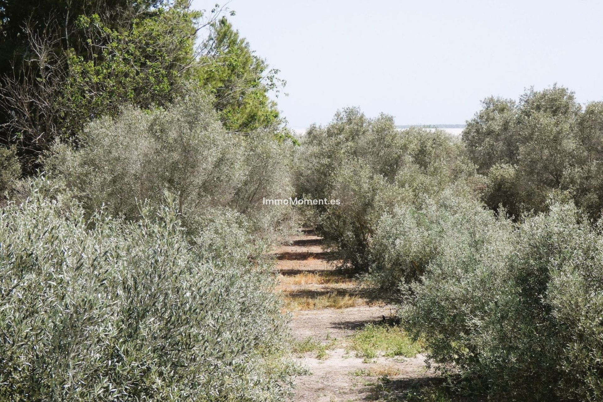 Bestaande woning - Landhuis - Dolores - Dolores Centro