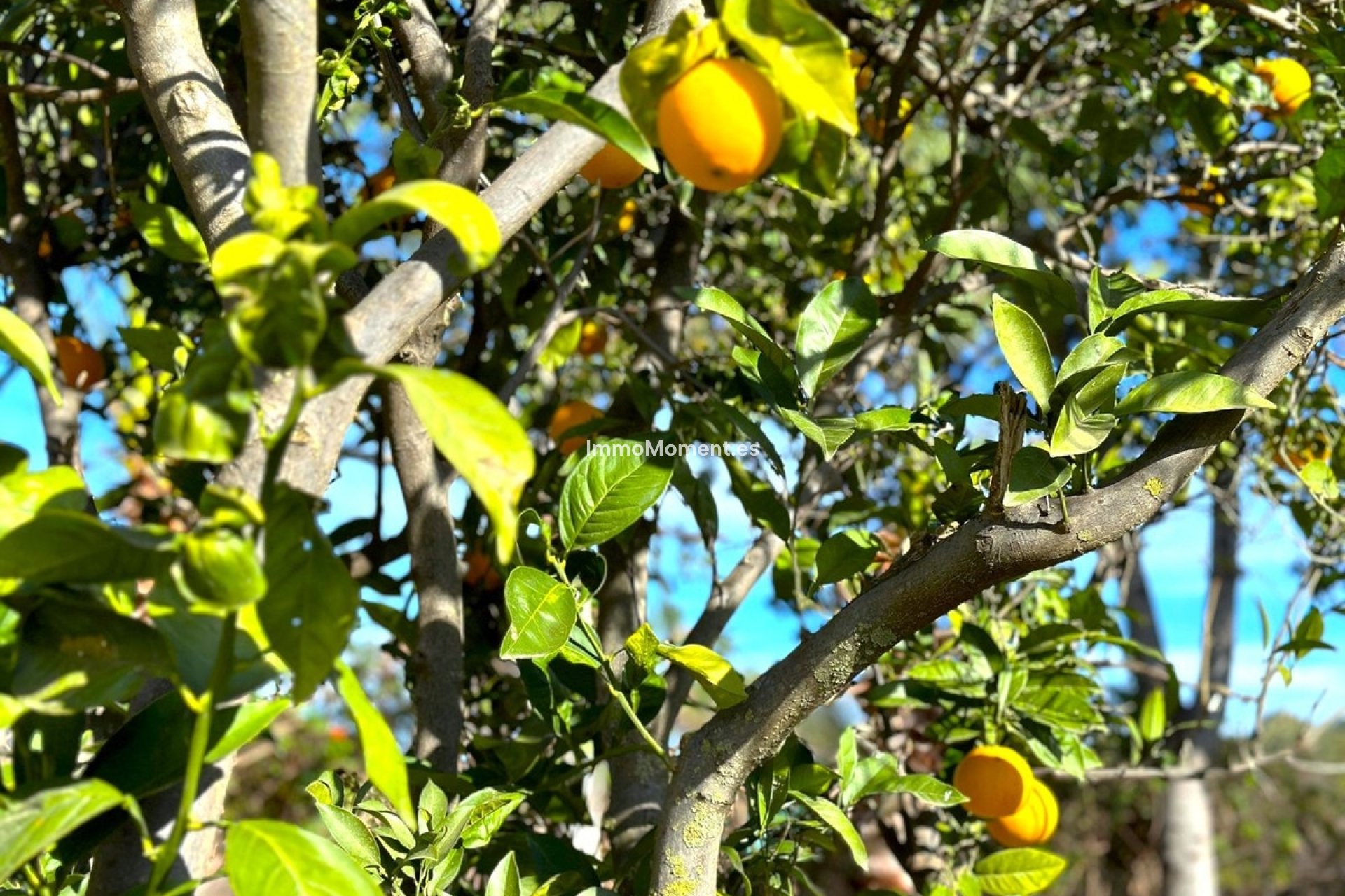 Bestaande woning - Landhuis - Estepona  - Estepona Centro