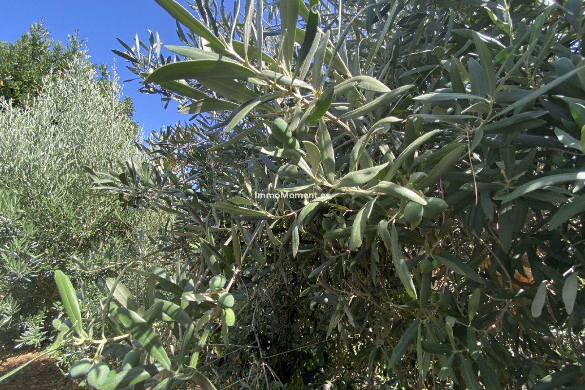 Bestaande woning - Landhuis - Estepona  - Estepona Centro