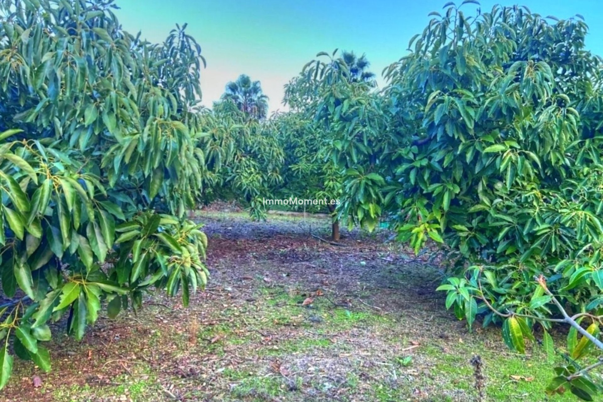 Bestaande woning - Landhuis - Estepona  - Estepona Centro