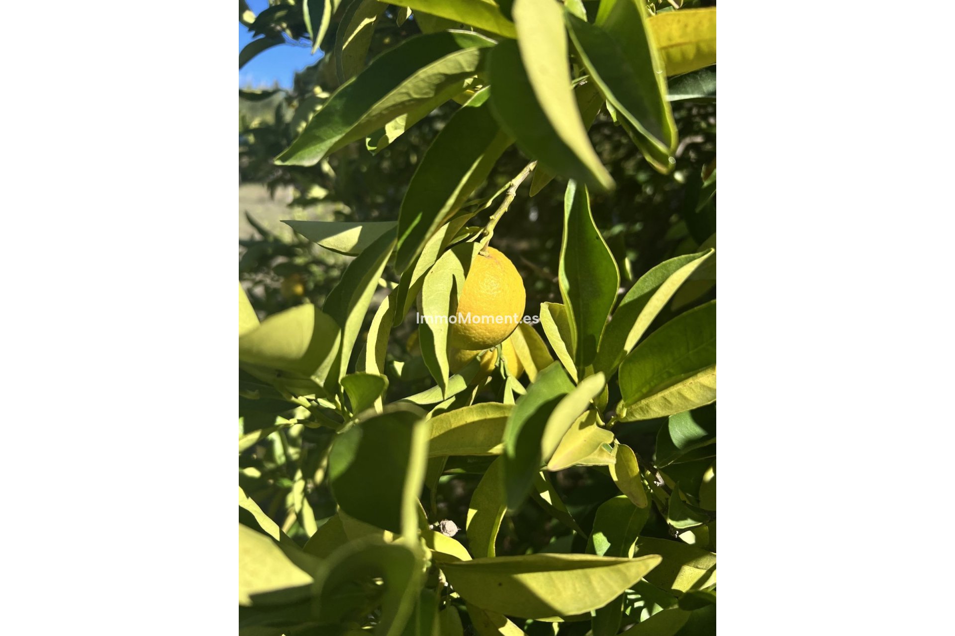 Bestaande woning - Landhuis - Estepona  - New Golden Mile