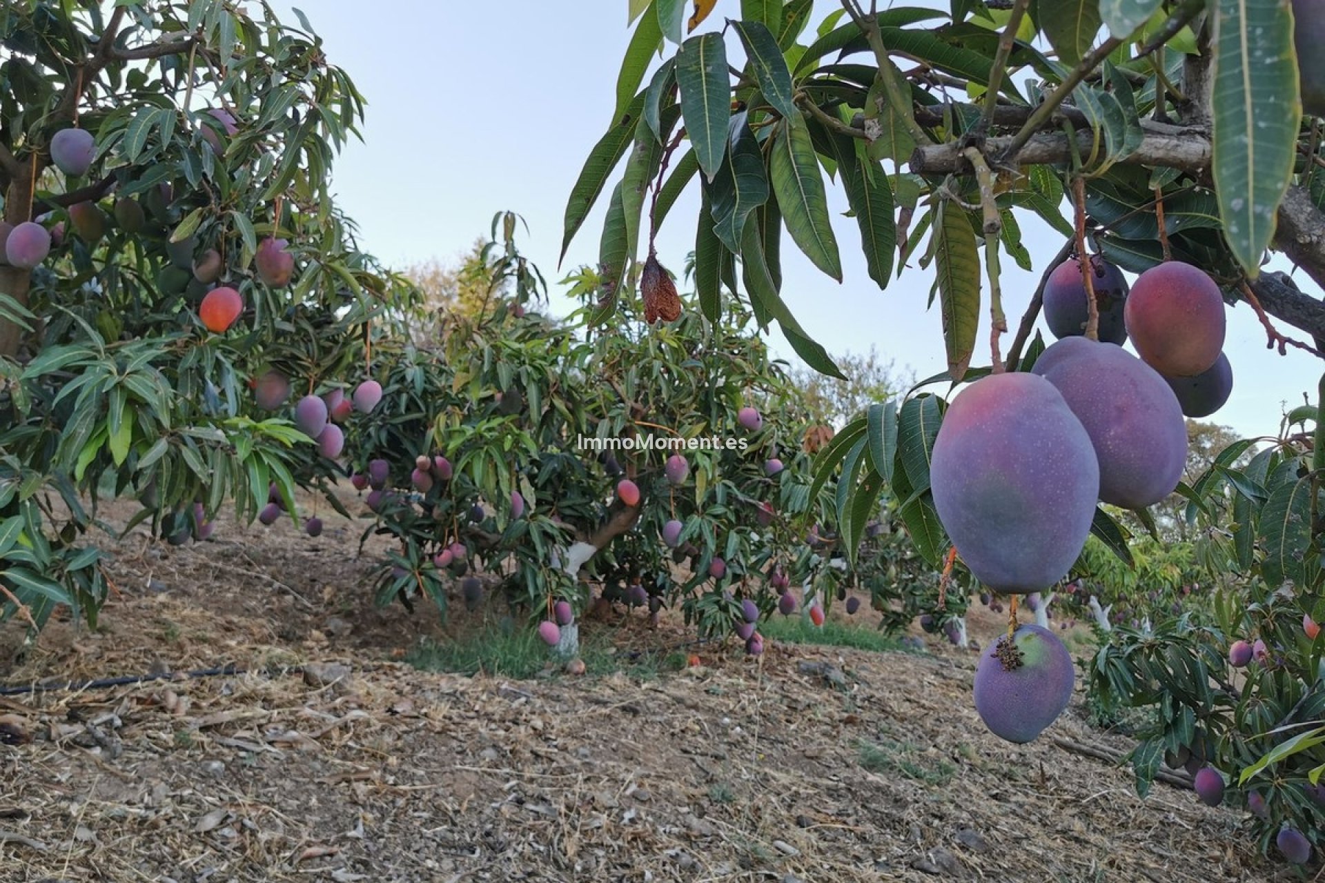 Bestaande woning - Villa - Binnenland  - Alhaurín el Grande Centro