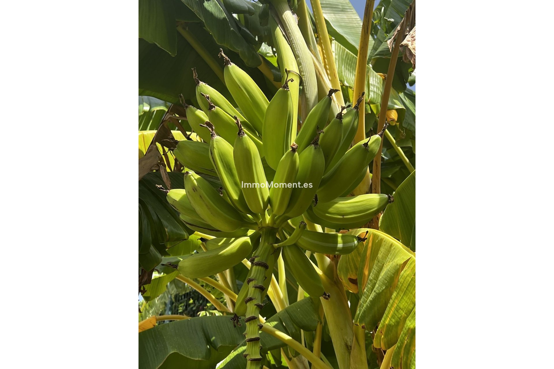 Bestaande woning - Villa - Estepona  - Estepona Centro