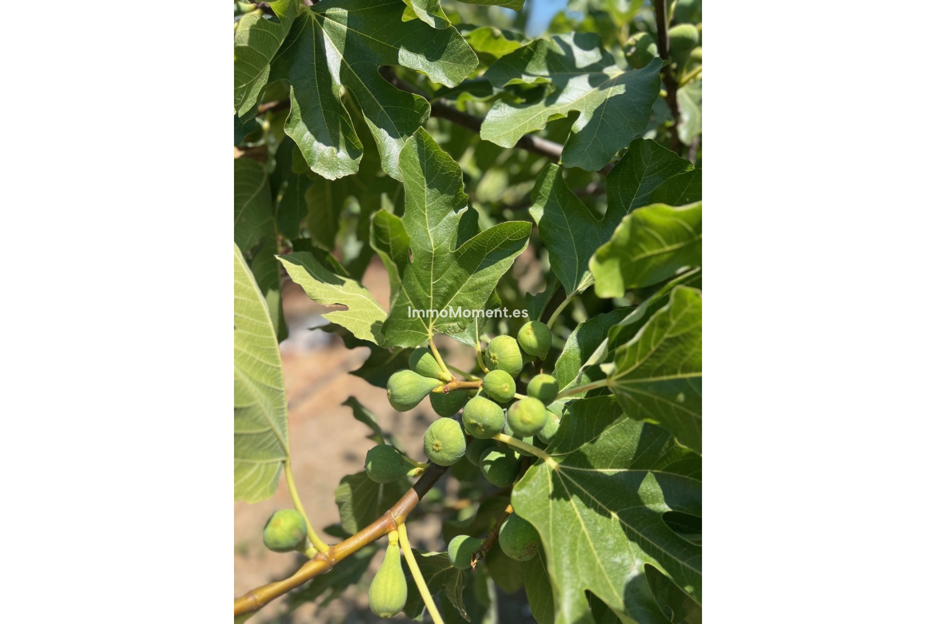 Bestaande woning - Villa - Estepona  - Estepona Centro