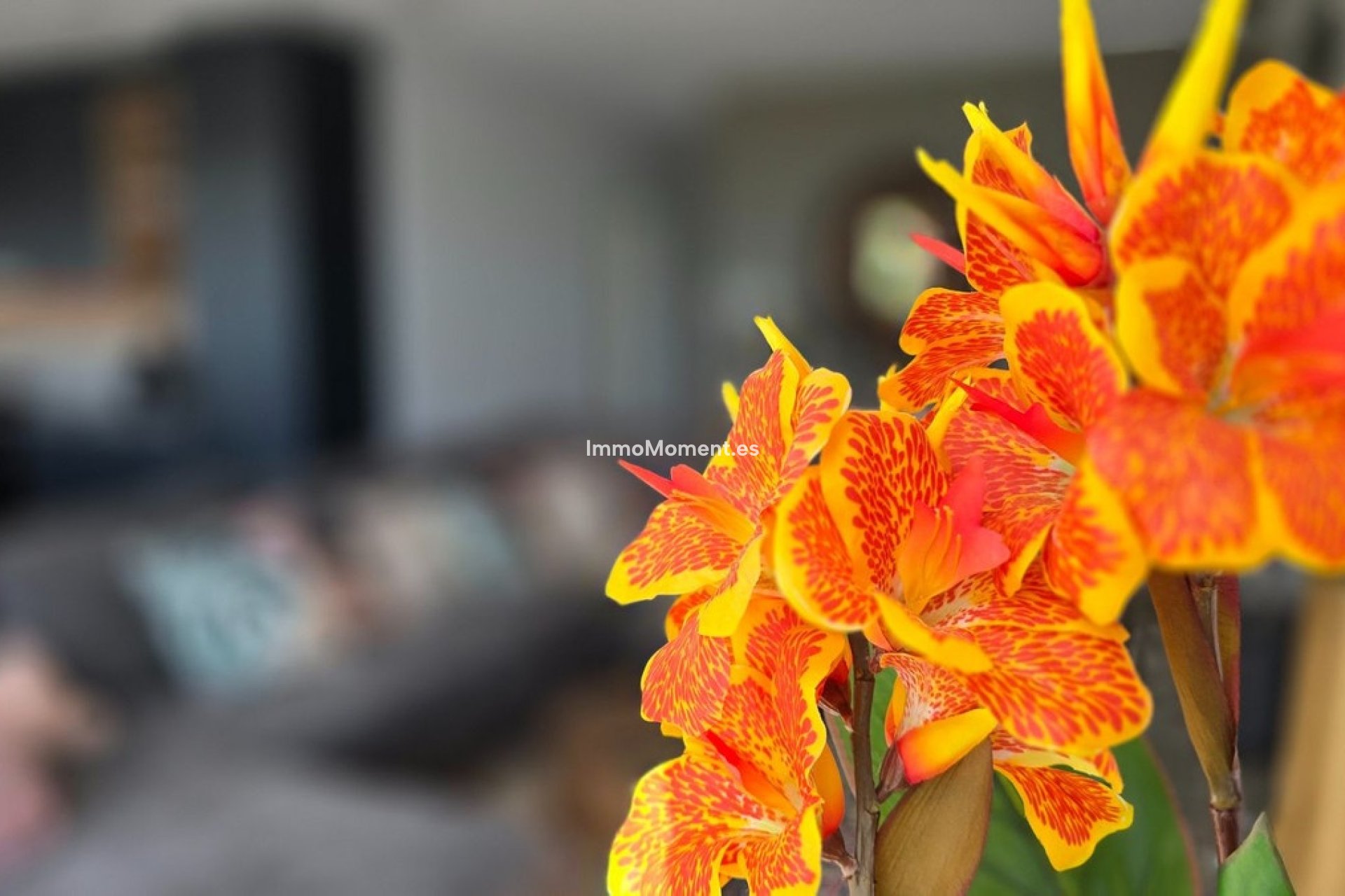 Bestaande woning - Villa - Los Montesinos - Los Montesinos Centro