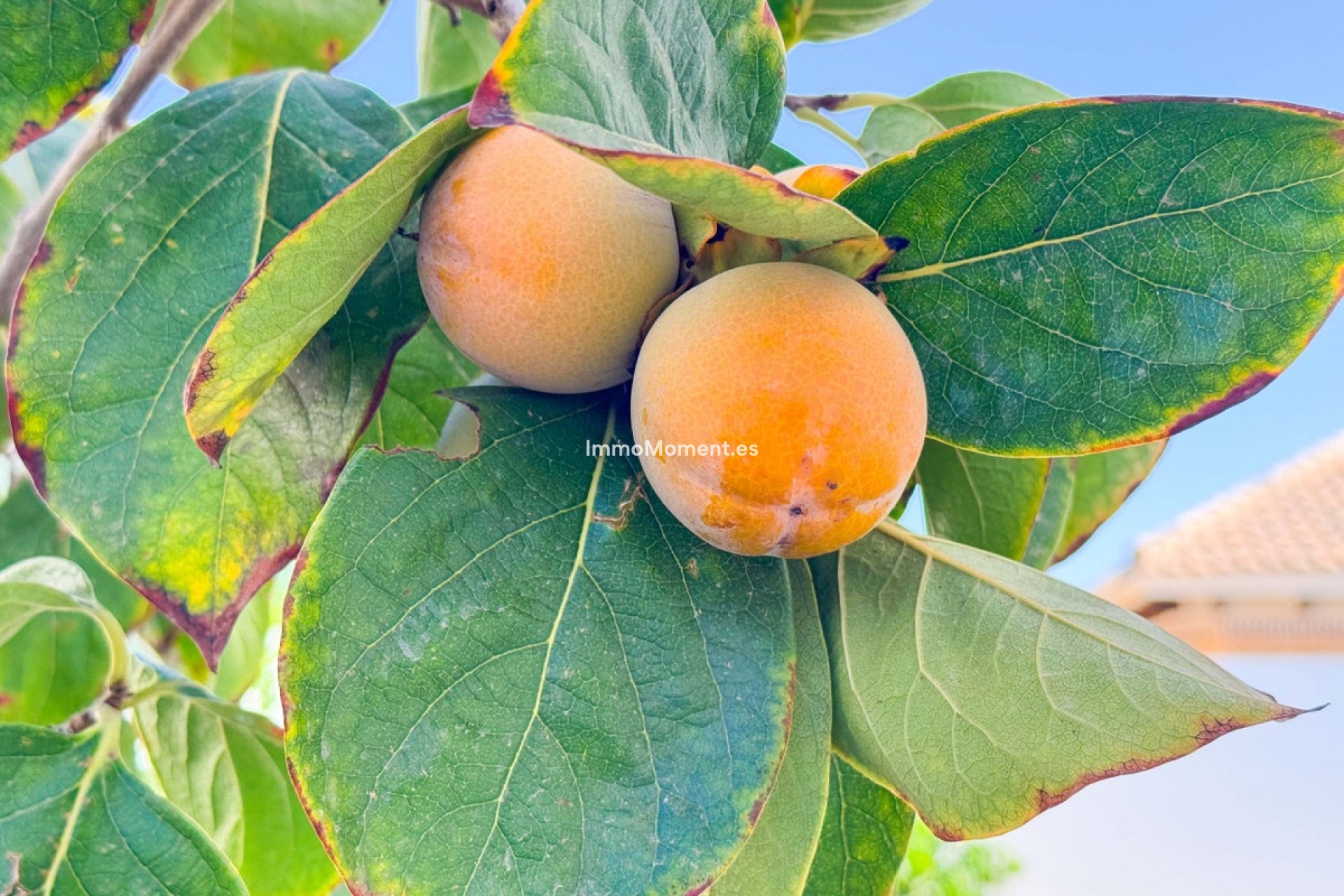 Bestaande woning - Villa - San Fulgencio - San Fulgencio Centro