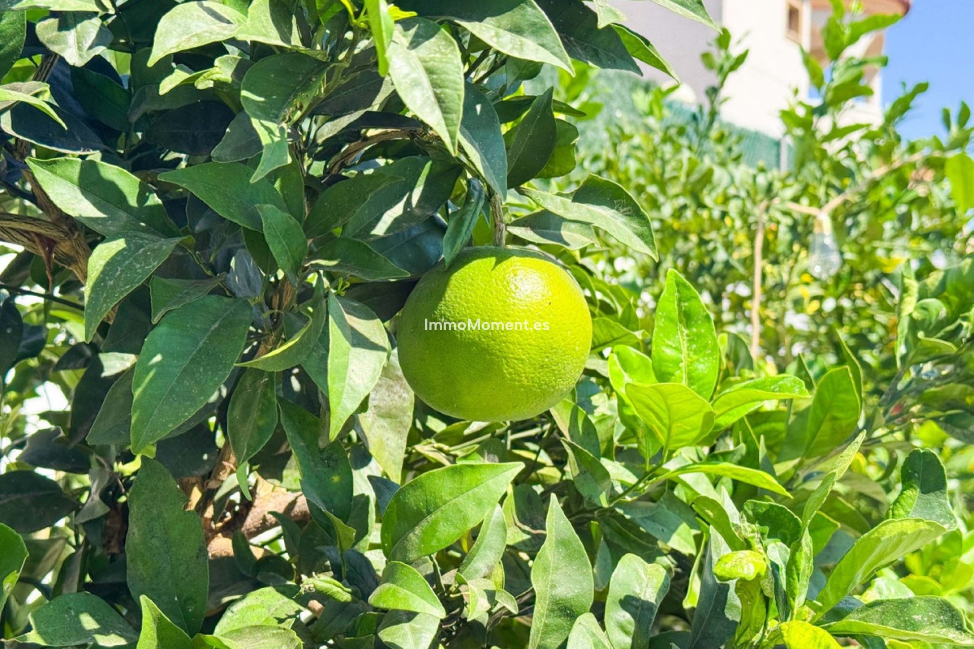 Bestaande woning - Villa - San Fulgencio - San Fulgencio Centro