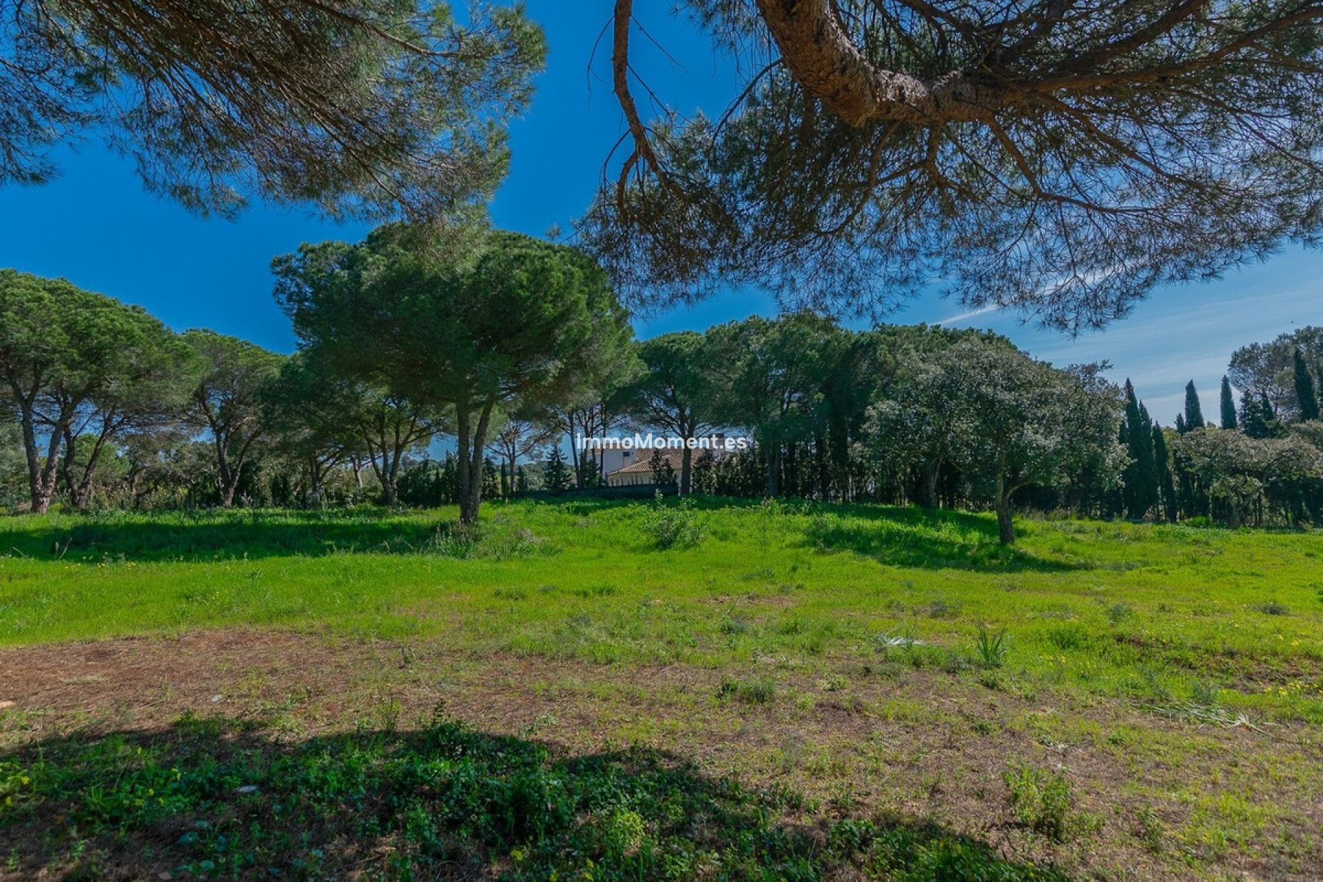 Construction neuve - Parcelle - Sotogrande - Sotogrande Alto