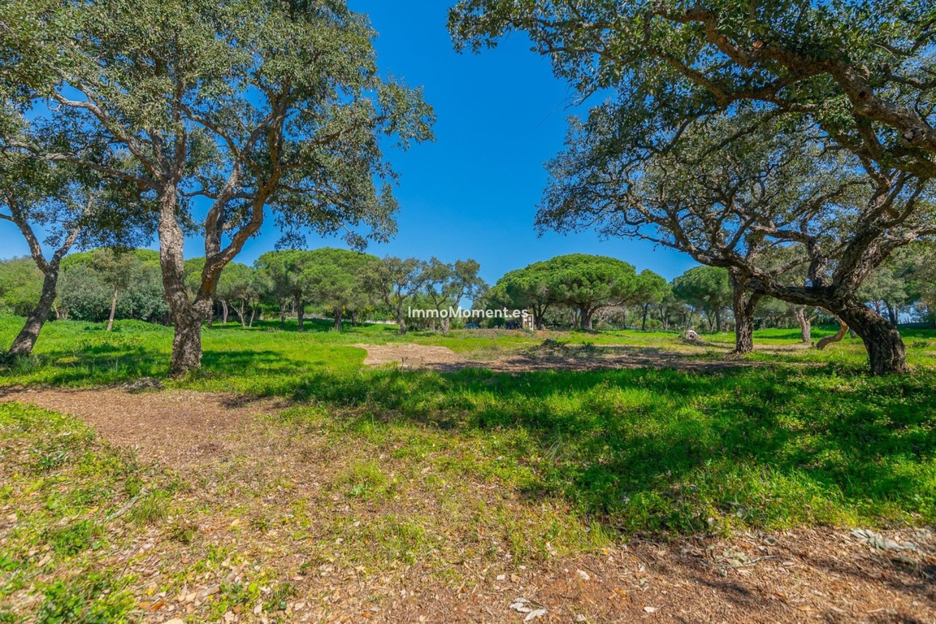 Construction neuve - Terrain - Sotogrande - Sotogrande Alto