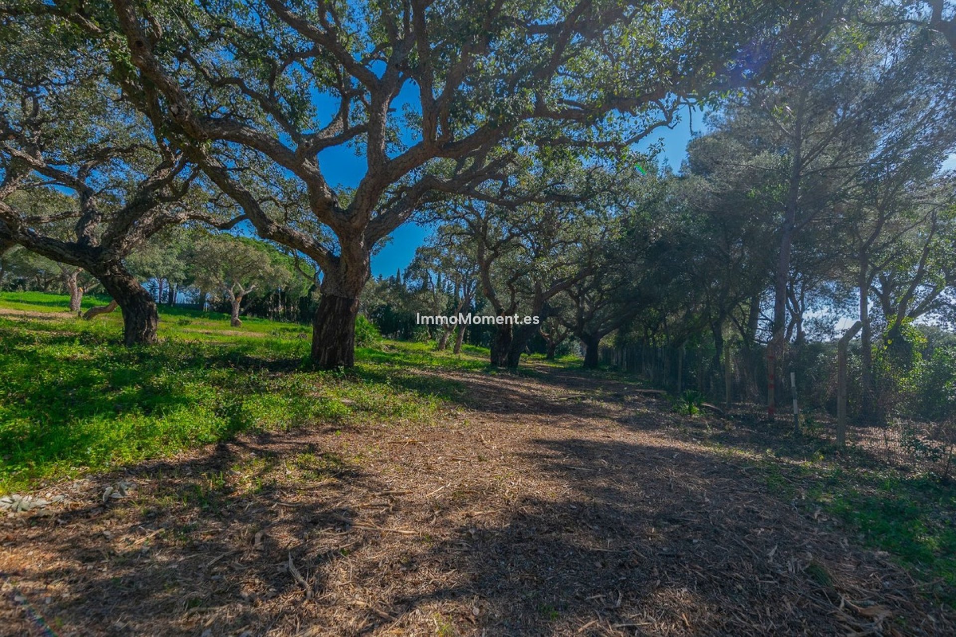 Construction neuve - Terrain - Sotogrande - Sotogrande Alto