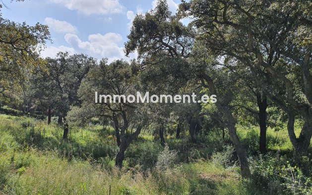 Grundstück - Wiederverkauf - Sotogrande - Sotogrande Alto