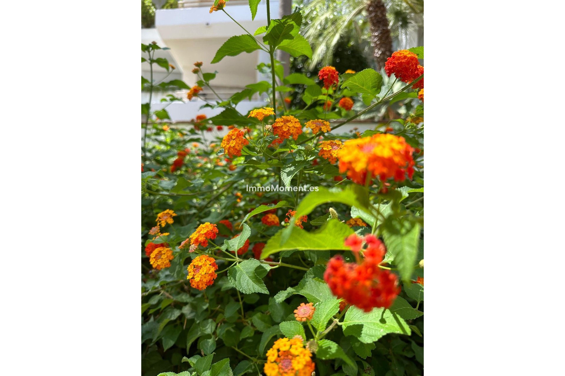 Lange termijn verhuur - Appartement - Marbella - Guadalmina Baja