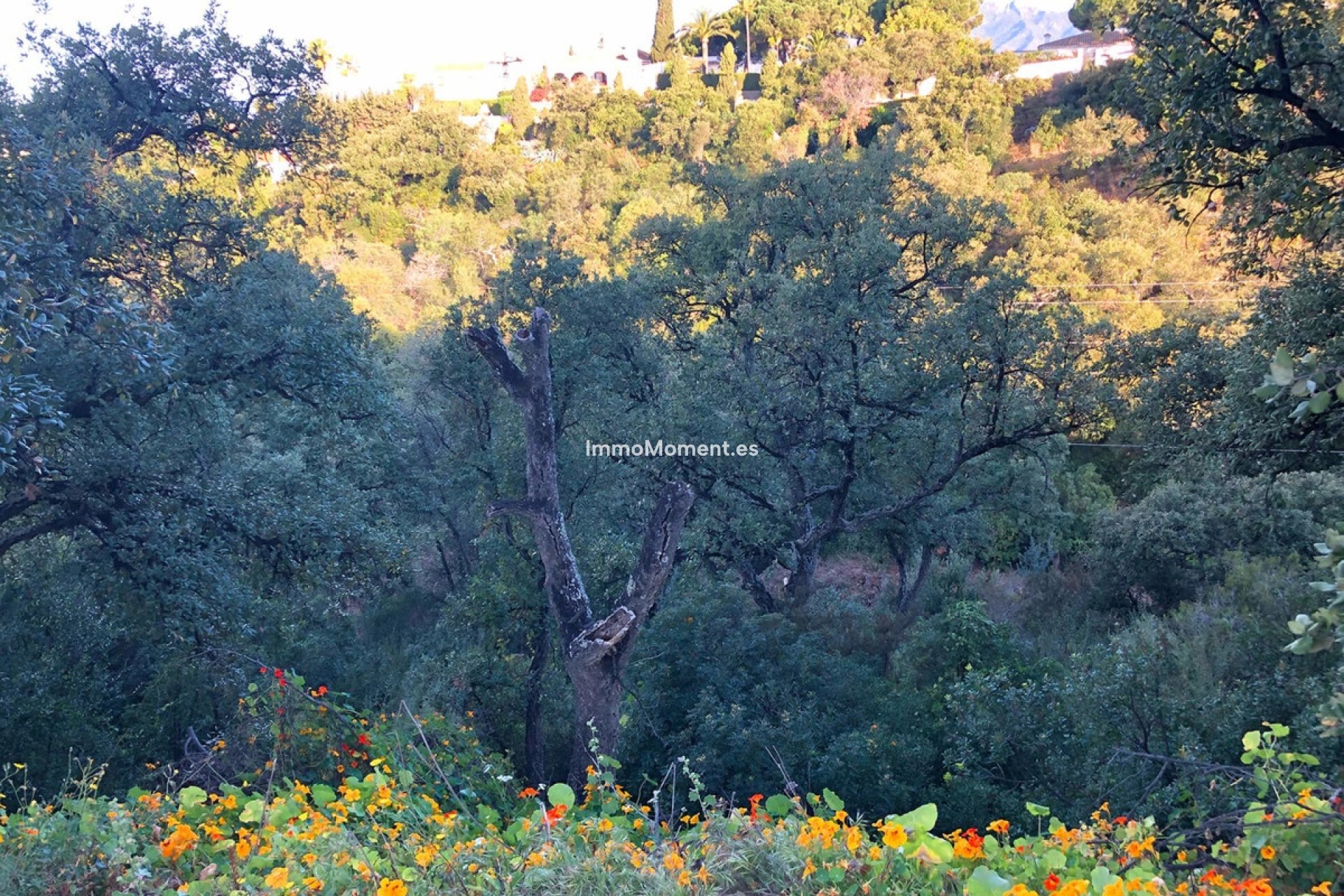 Neubau - Land - Marbella - Elviria