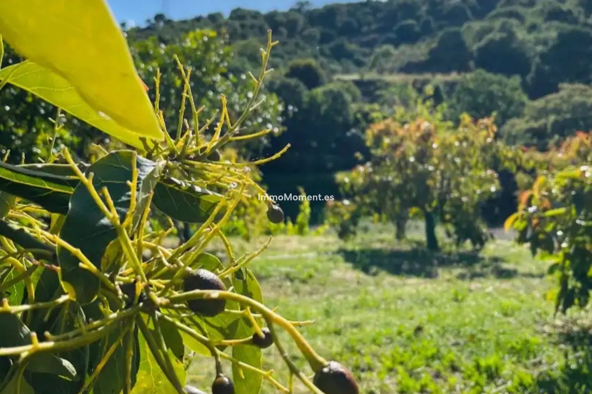 Resale - Country house - Estepona - Estepona Centro