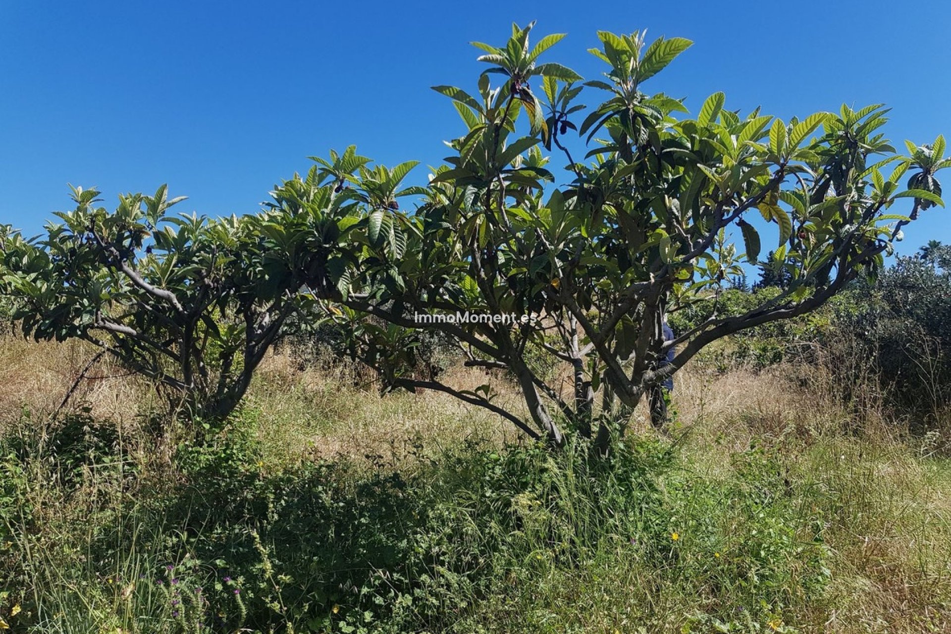 Resale - Country house - Estepona - Estepona Centro