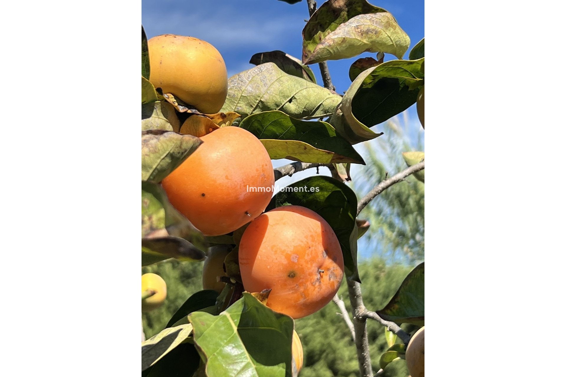 Resale - Country house - Estepona - New Golden Mile