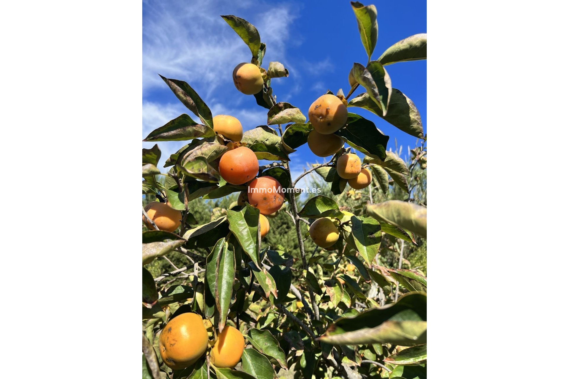 Resale - Country house - Estepona - New Golden Mile