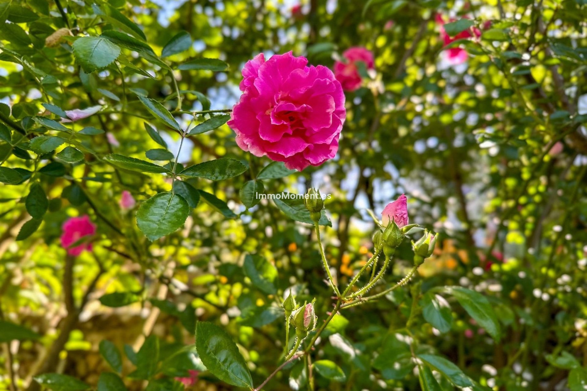 Resale - Country house - Inland  - Alhaurín el Grande Centro