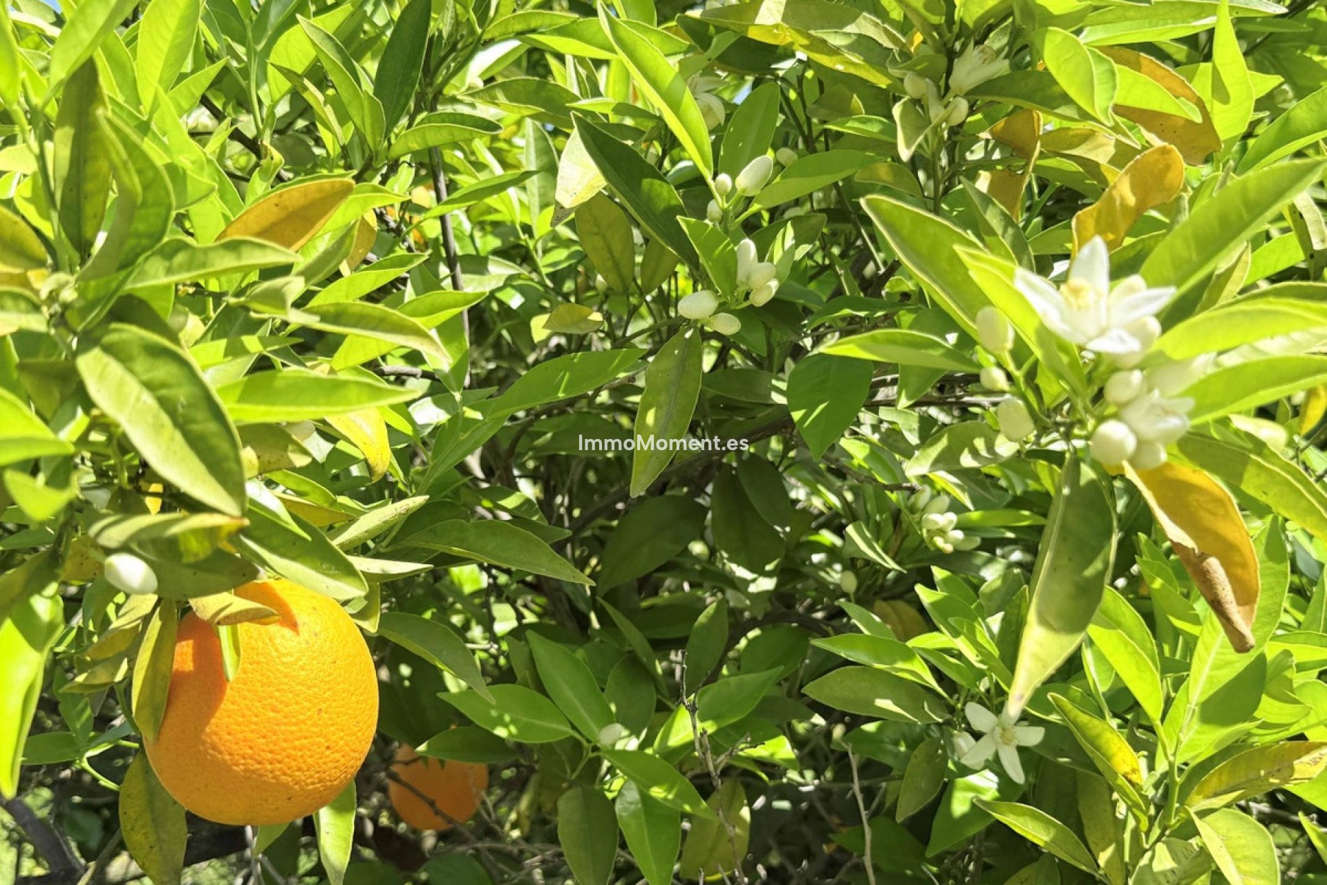 Resale - Country house - Inland  - Coín