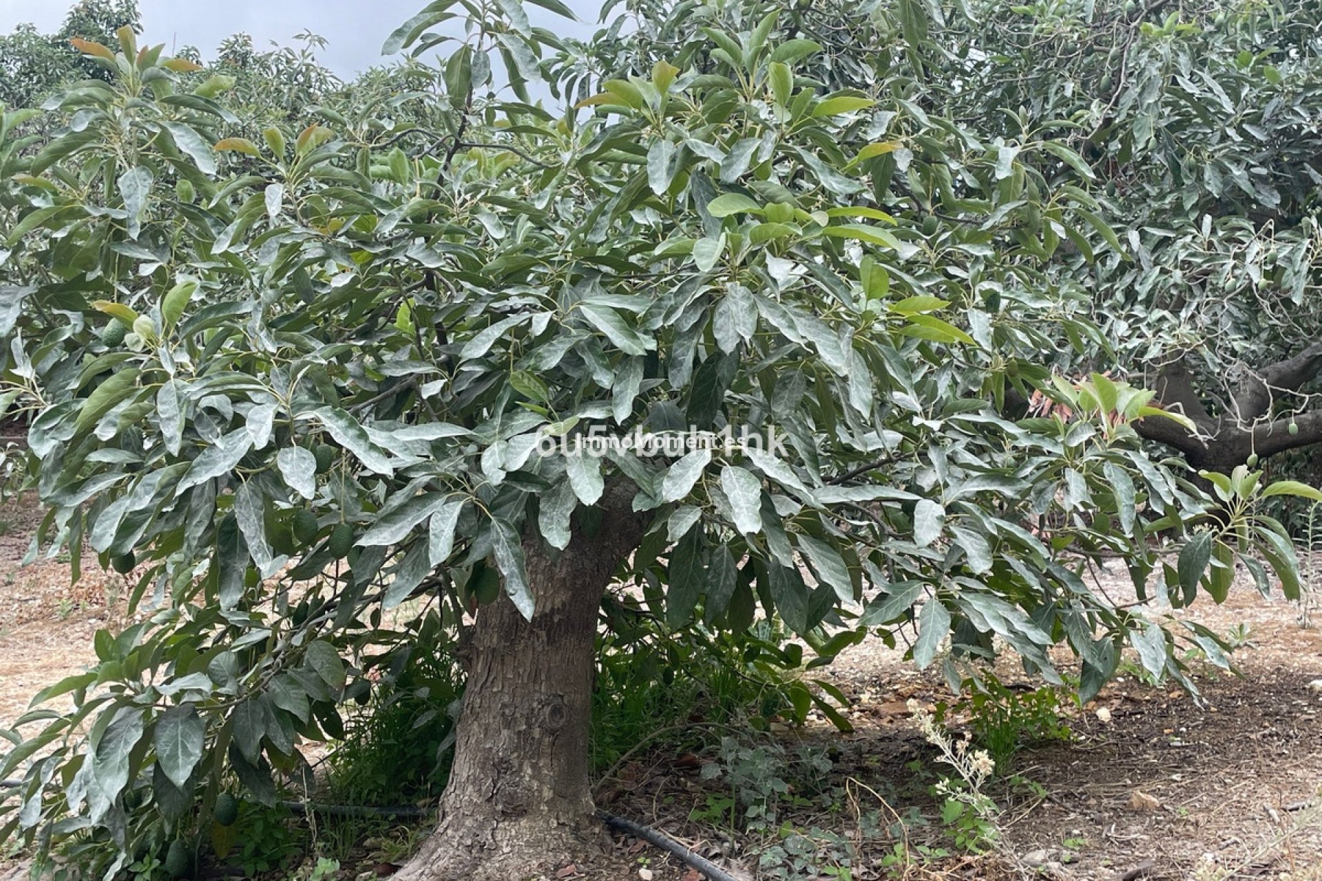 Resale - Country house - Inland  - Coín