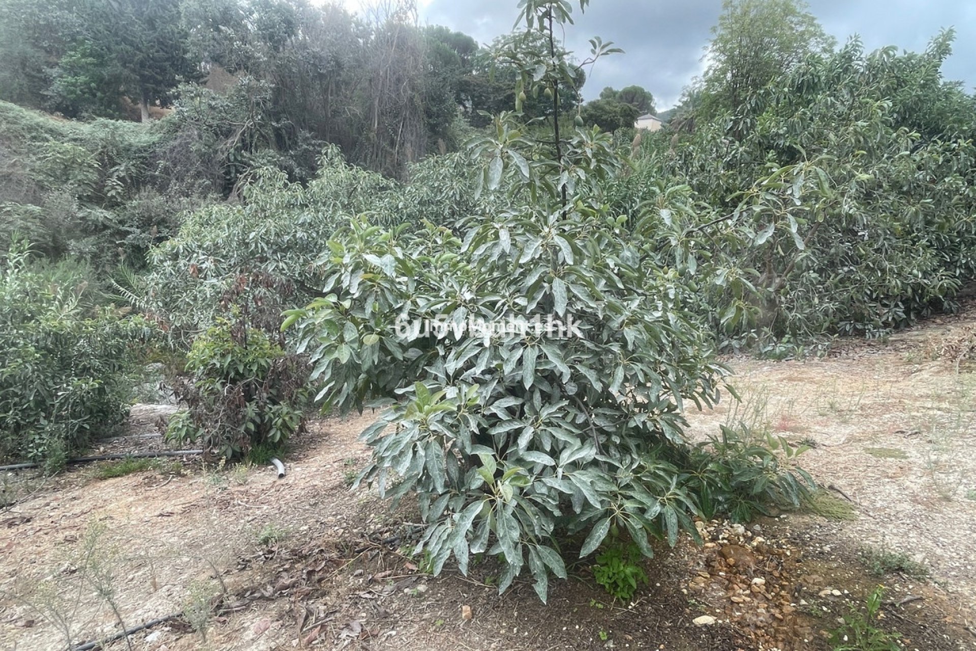 Resale - Country house - Inland  - Coín