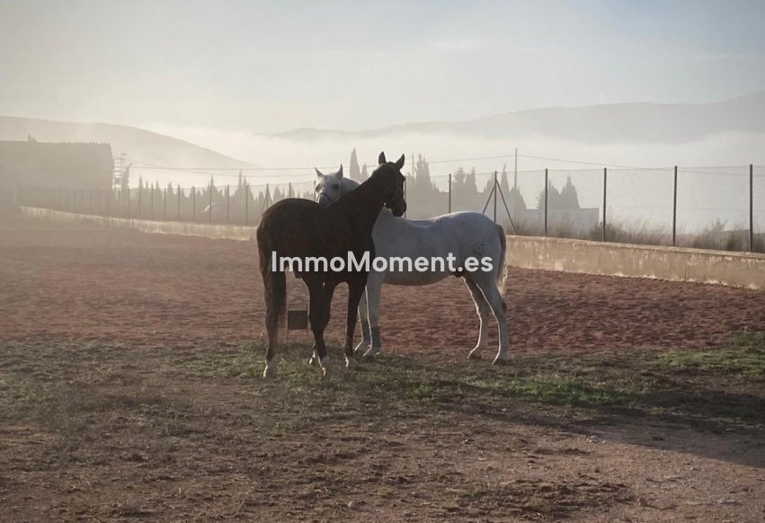 Resale - Country house - Jumilla - Torre Del Rico