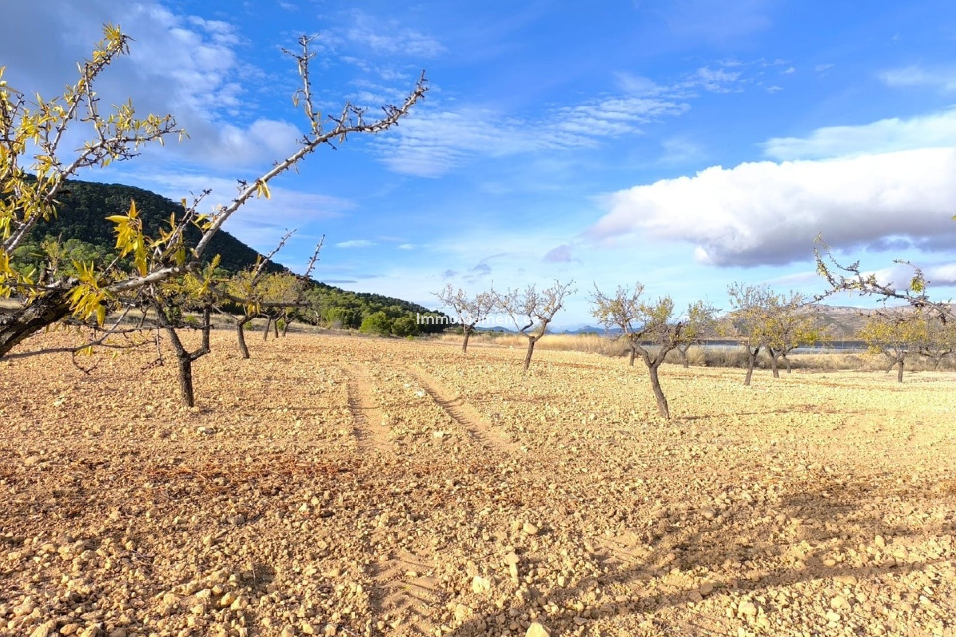 Resale - Country house - Yecla - Yecla Centro