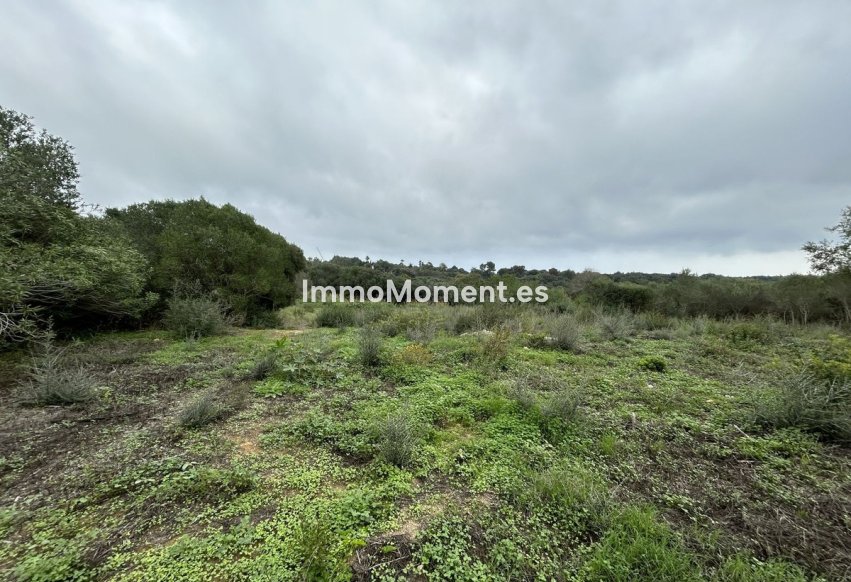 Resale - Plot - Sotogrande - Sotogrande Alto