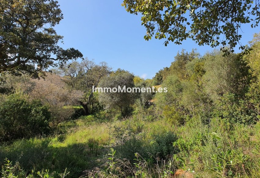 Resale - Plot - Sotogrande - Sotogrande Alto