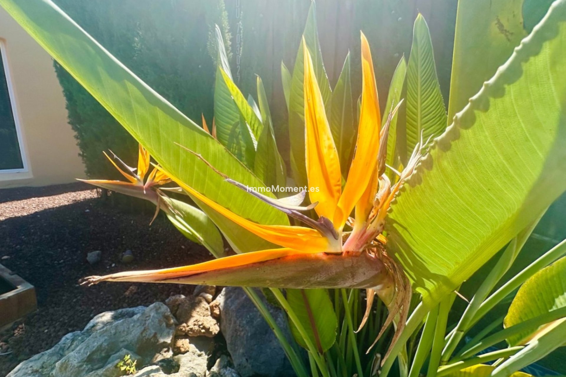 Resale - Villa - Jávea - Jávea - Xàbia Centro