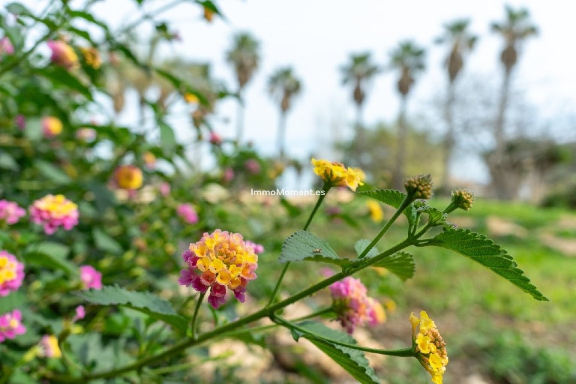 Resale - Villa - Orihuela - Los Altos