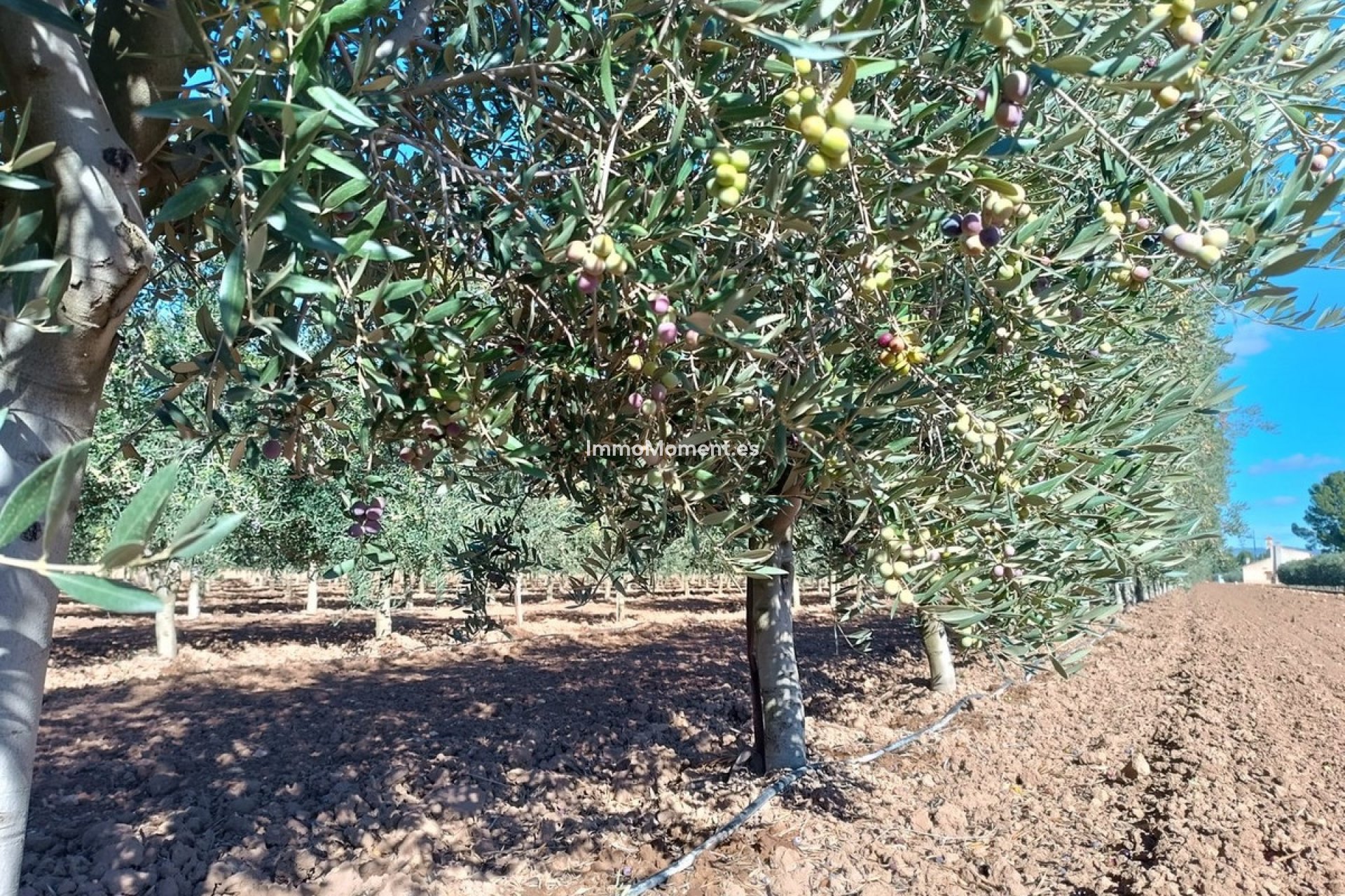 Resale - Villa - Yecla - Yecla Centro