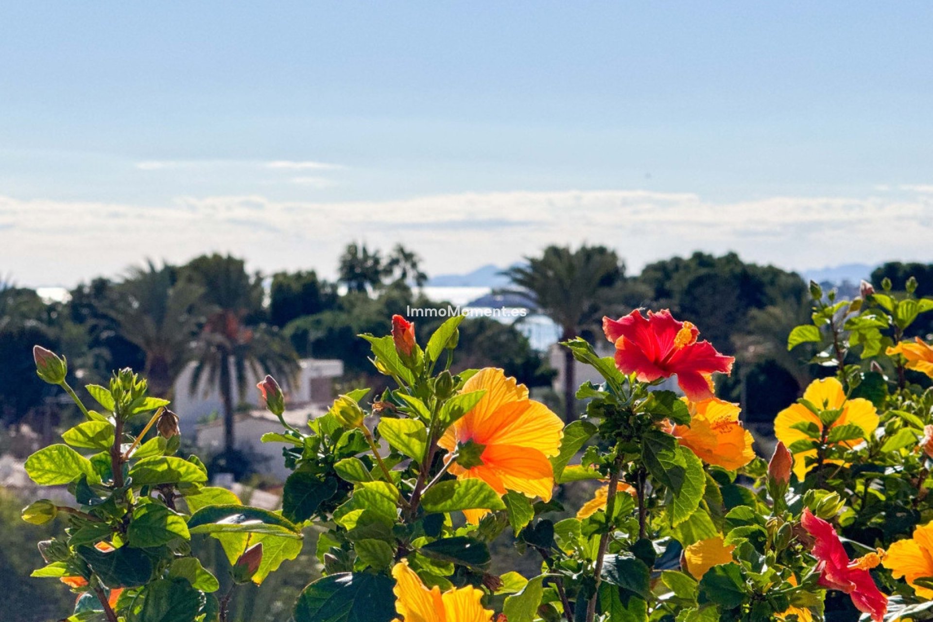 Reventa - Apartamento - Orihuela - Punta Prima