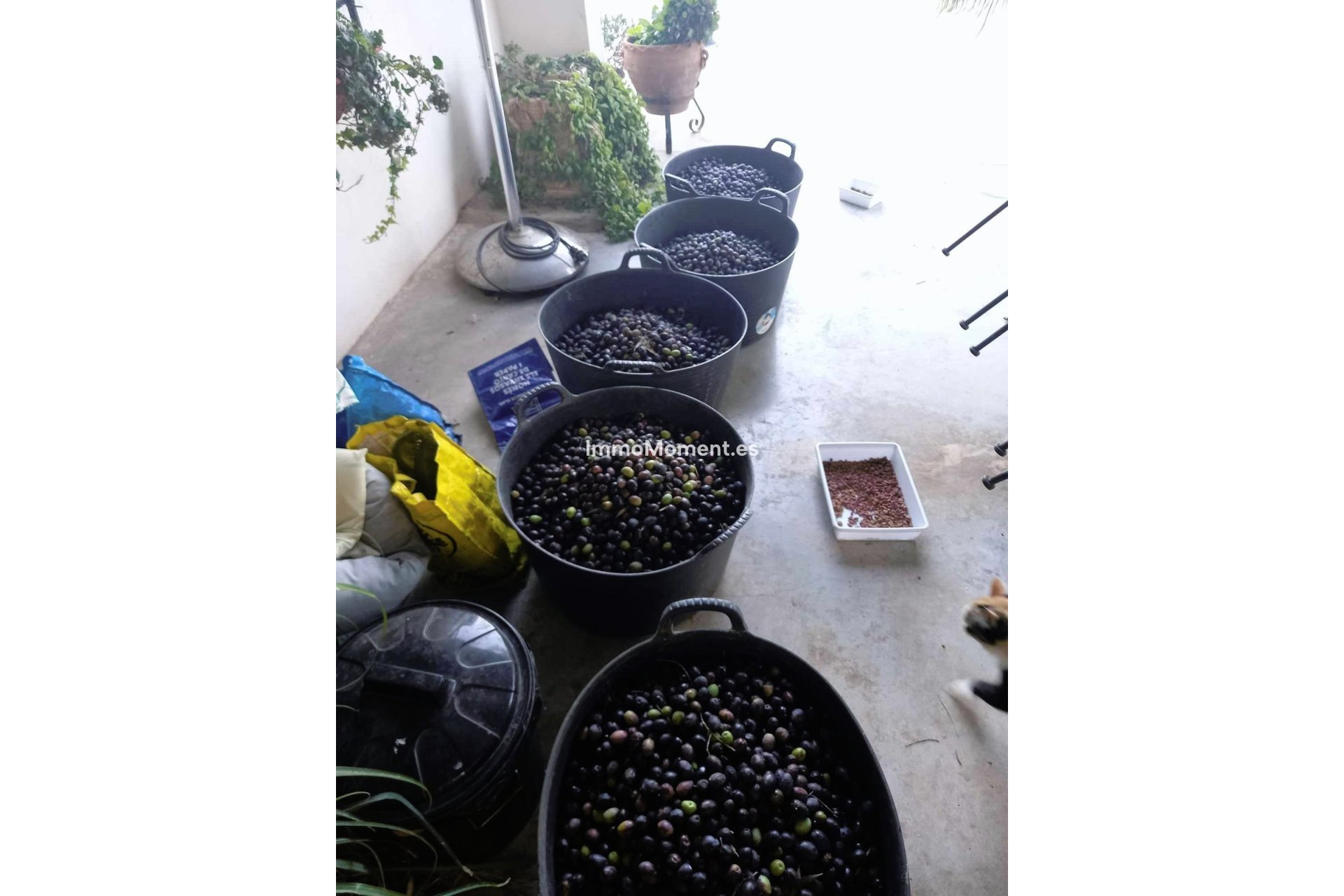 Reventa - Casa de campo - Dolores - Dolores Centro