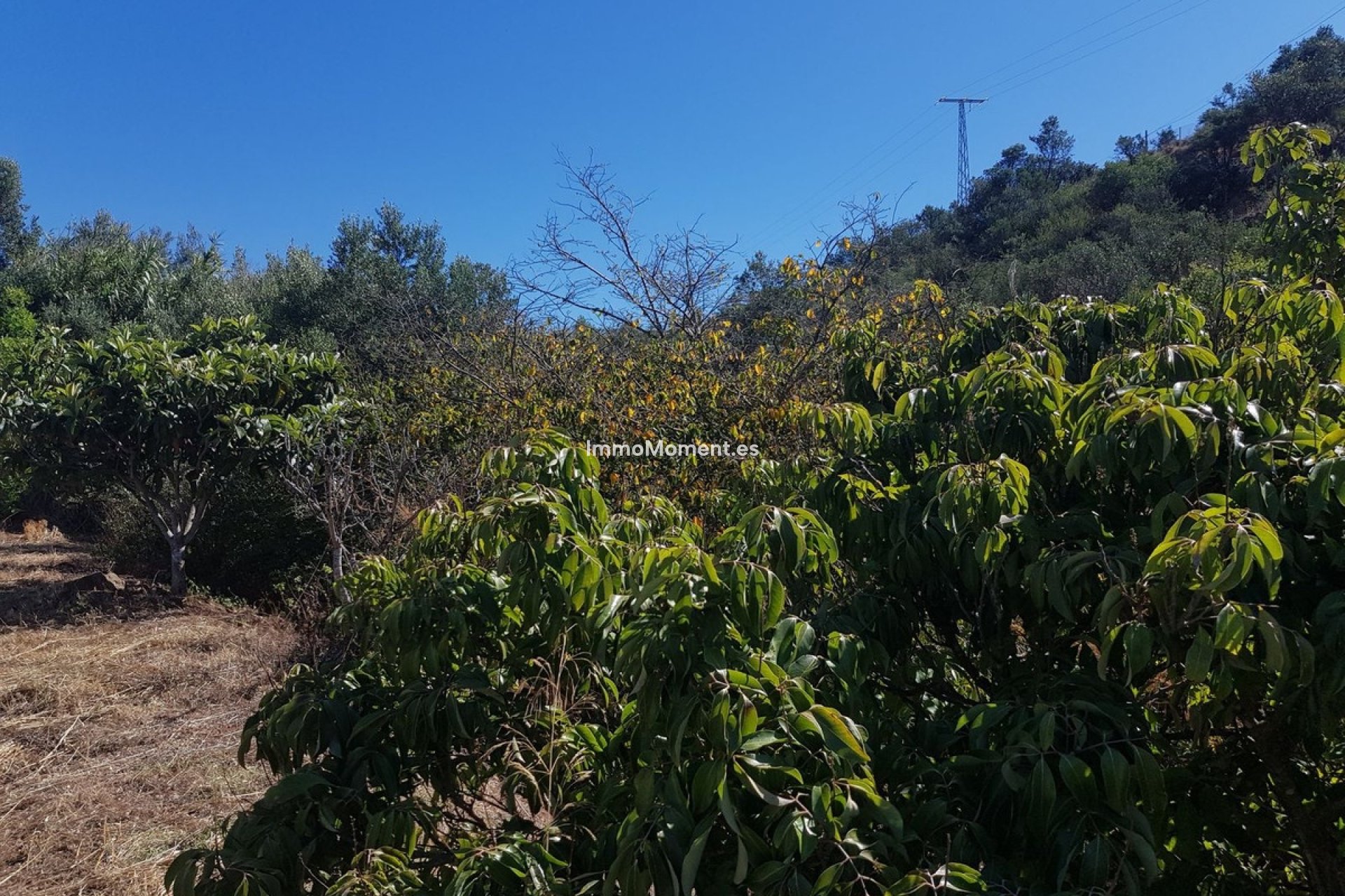 Reventa - Casa de campo - Estepona  - Estepona Centro