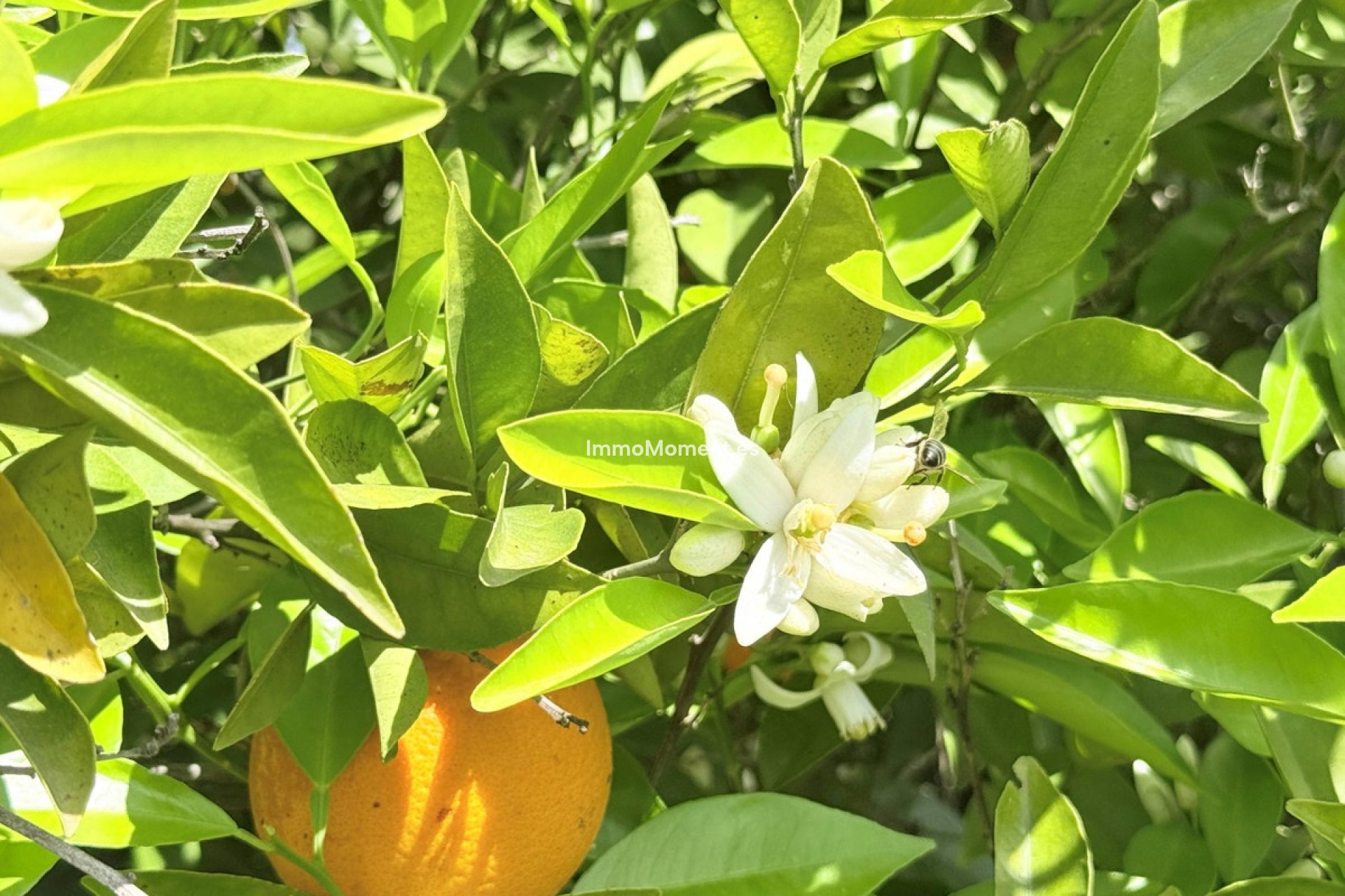 Reventa - Casa de campo - Interior  - Coín