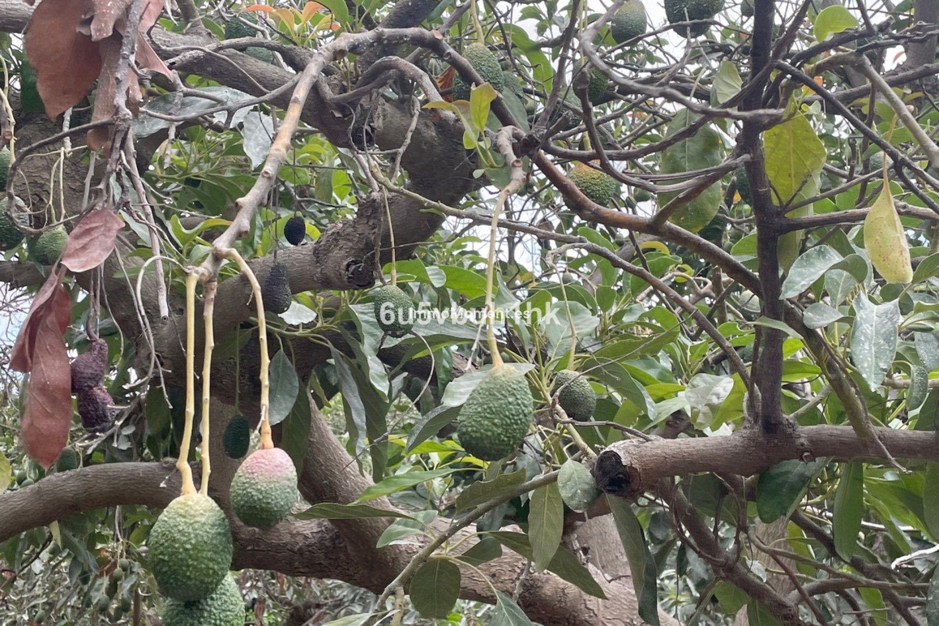 Reventa - Casa de campo - Interior  - Coín