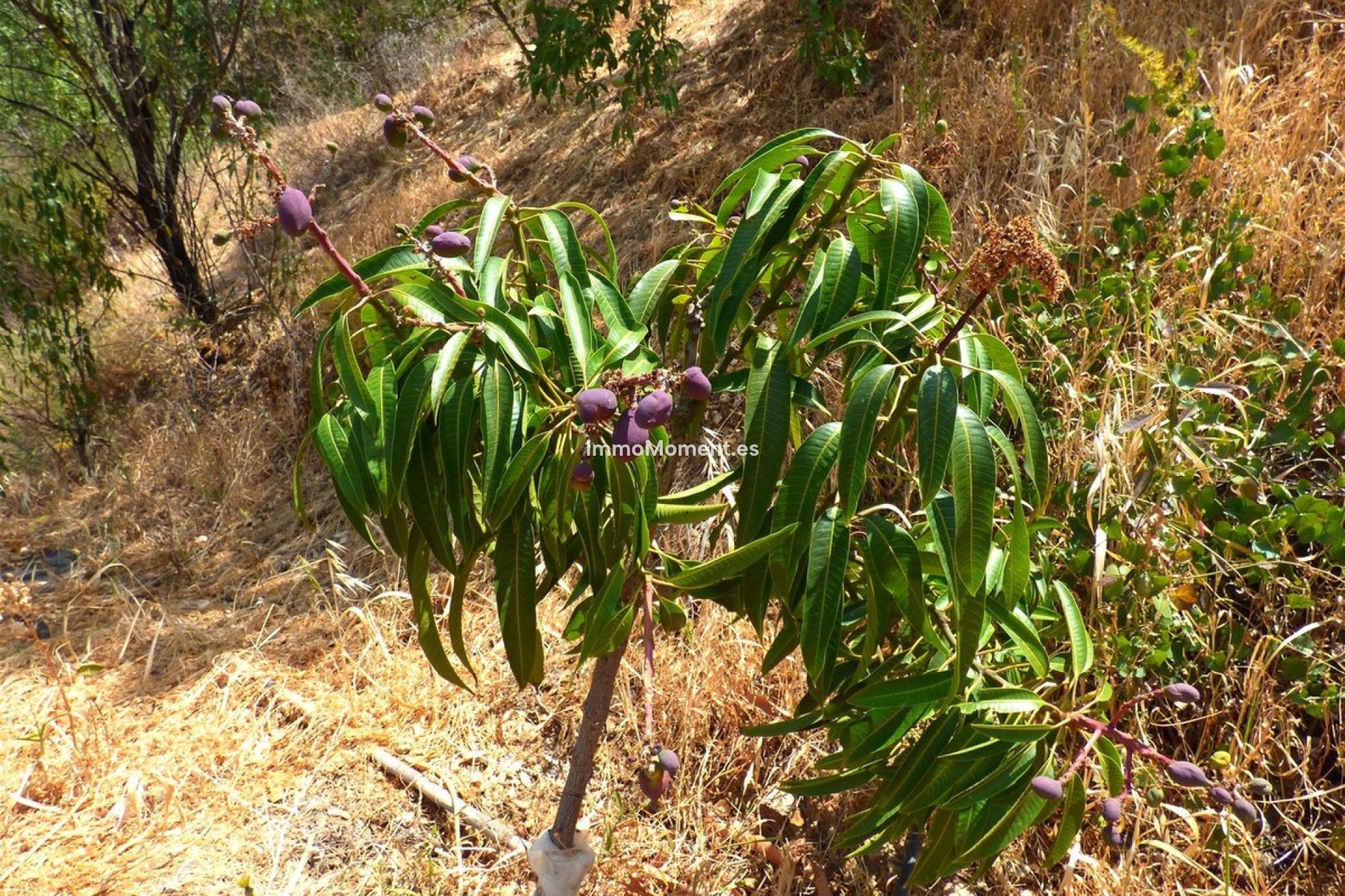 Reventa - Casa de campo - Mijas - Mijas Costa