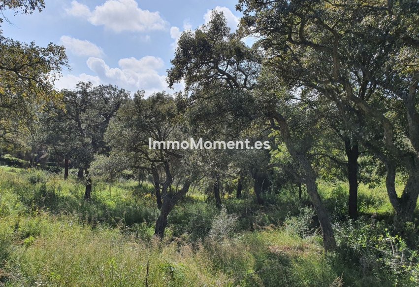 Reventa - Parcela - Sotogrande - Sotogrande Alto