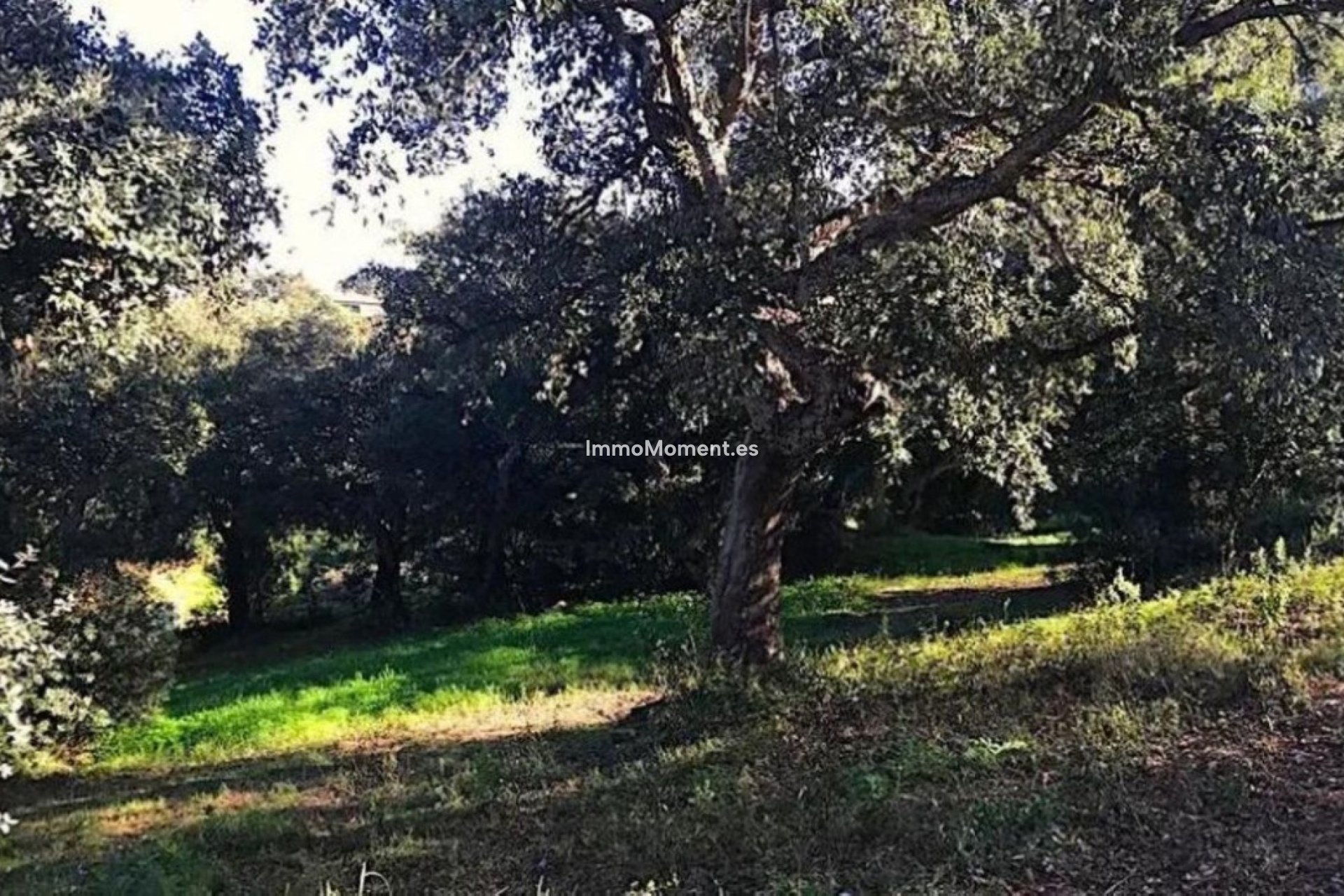 Reventa - Parcela - Sotogrande - Sotogrande Alto