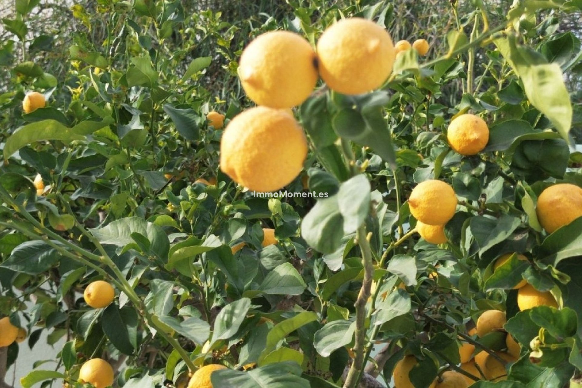 Reventa - Villa - Alfaz del Pi - L'Alfás del Pi Centro