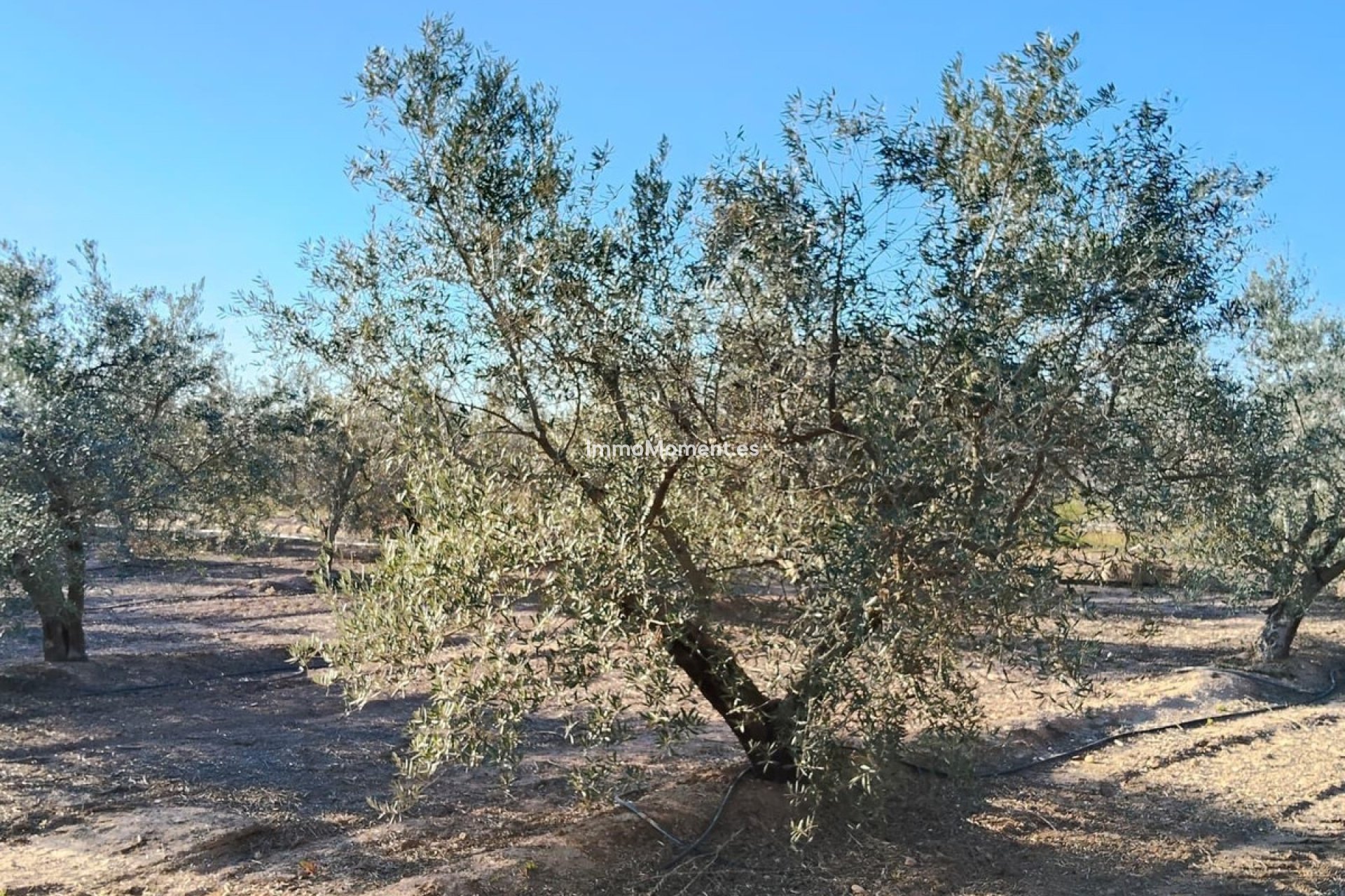 Reventa - Villa - Elche - Las Bayas