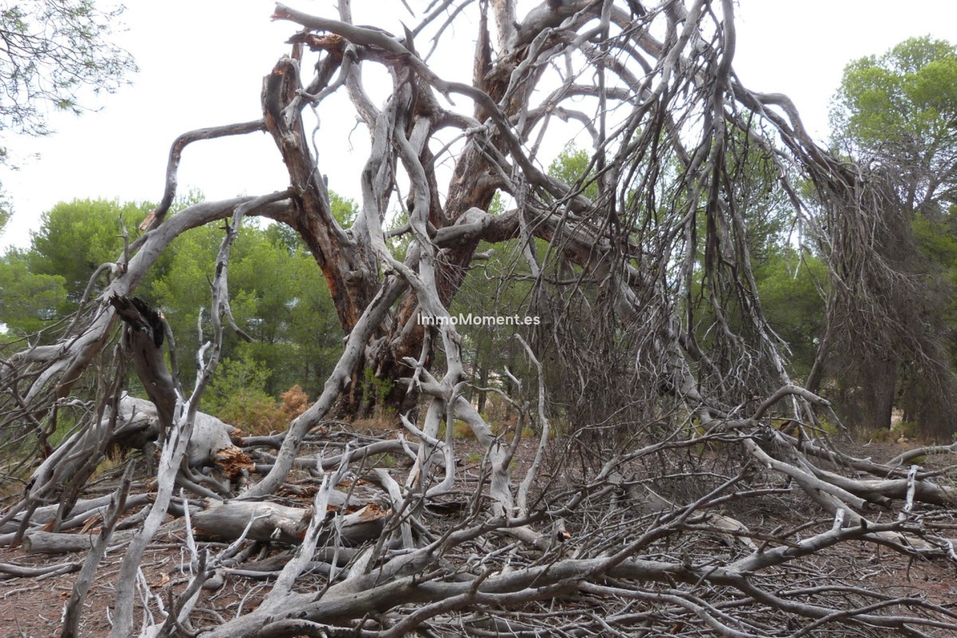 Reventa - Villa - Ibi - Ibi Centro