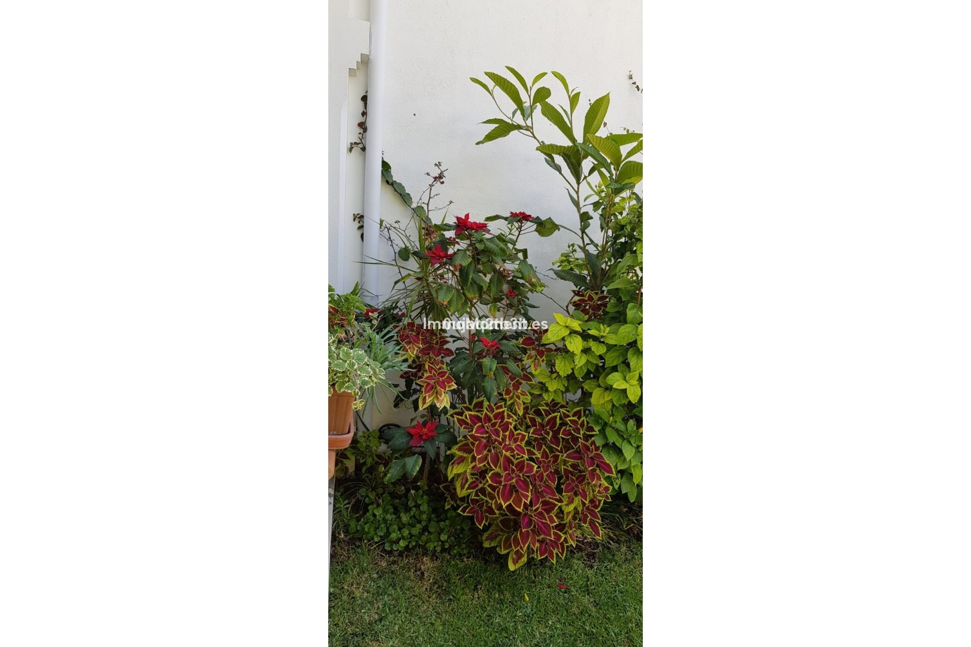Reventa - Villa independiente - Estepona  - New Golden Mile