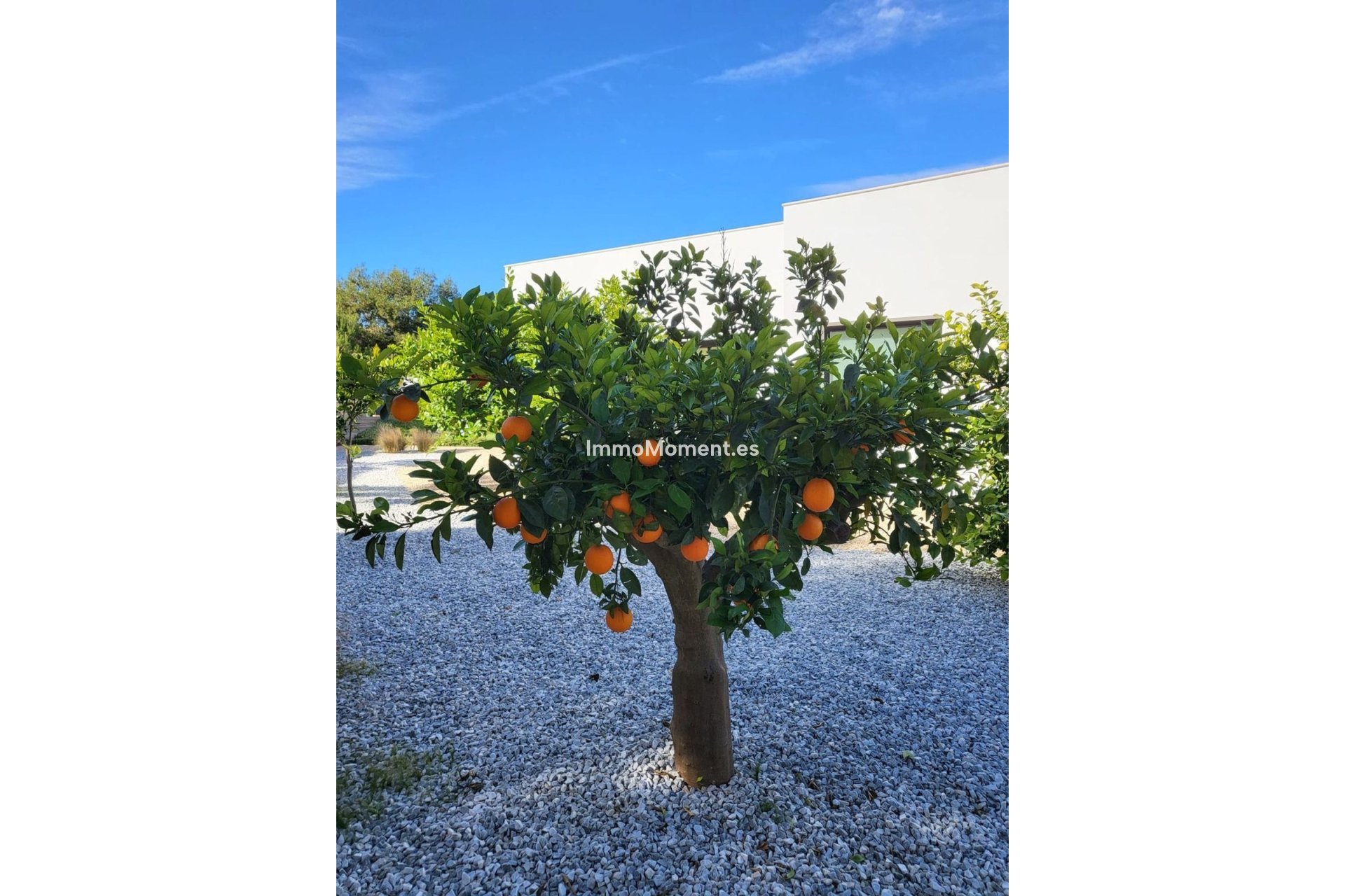 Reventa - Villa independiente - Orihuela - Orihuela Centro
