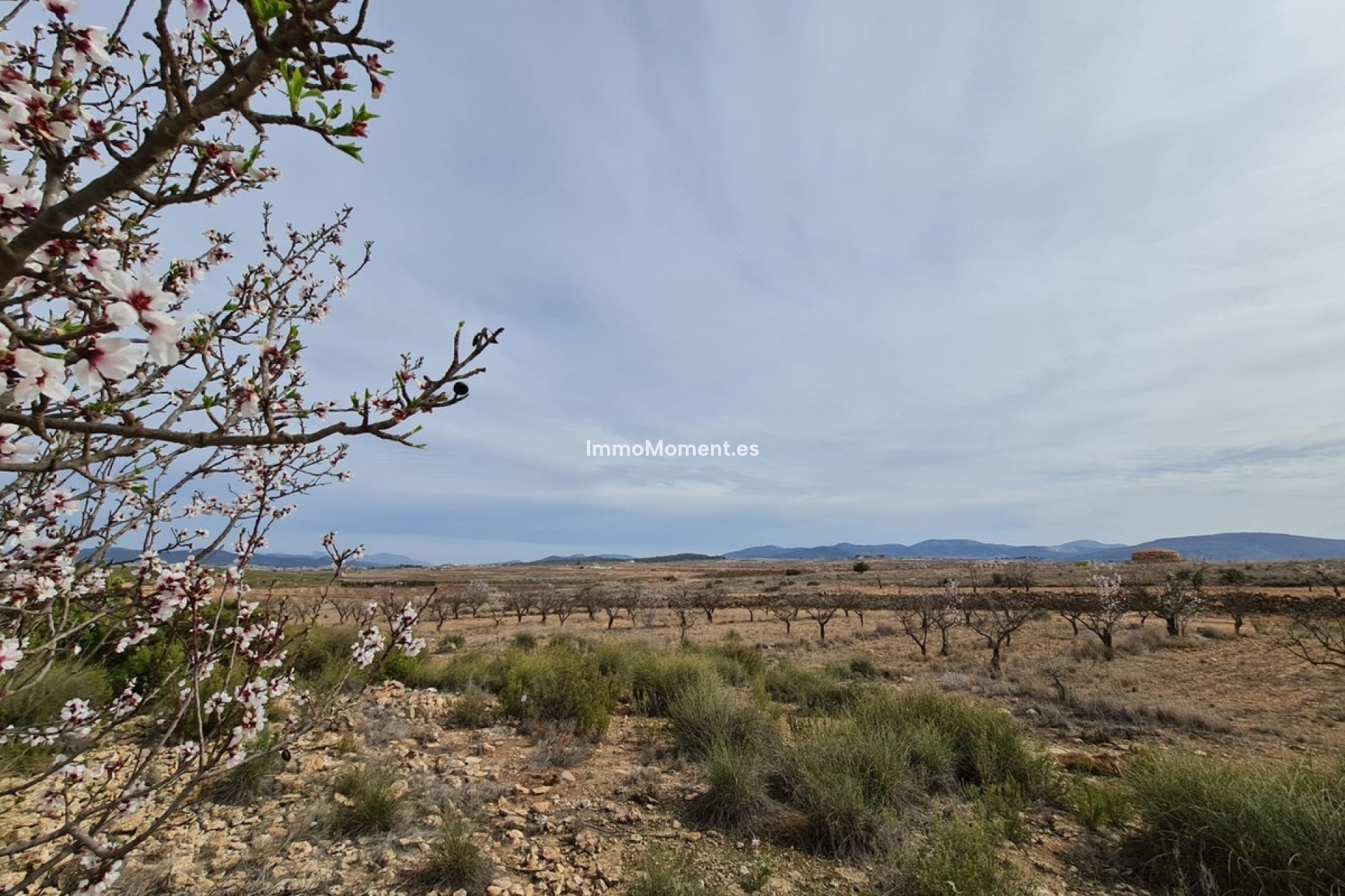 Reventa - Villa independiente - Pinoso - Pinoso Centro